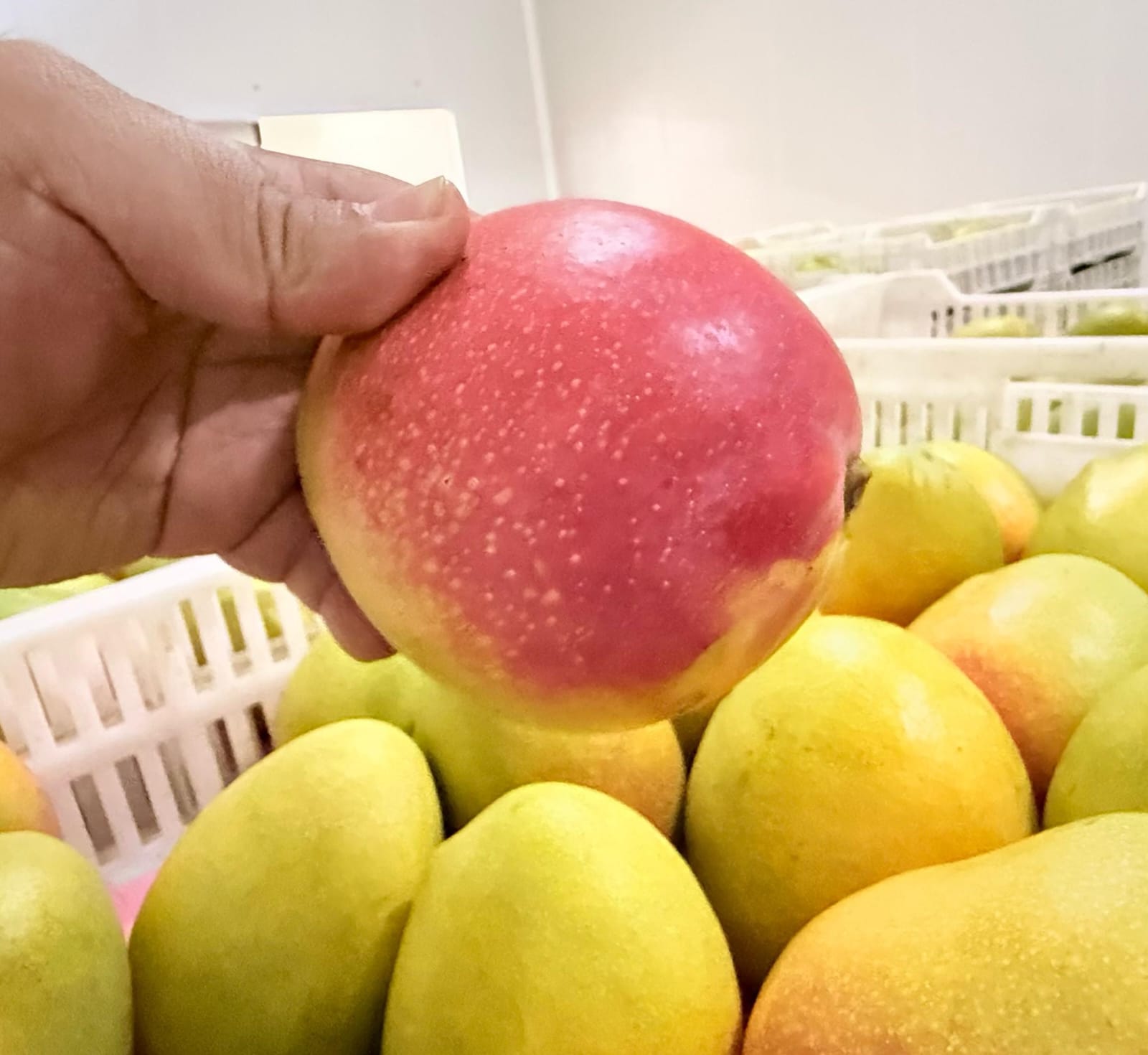 Mango Gallery 1