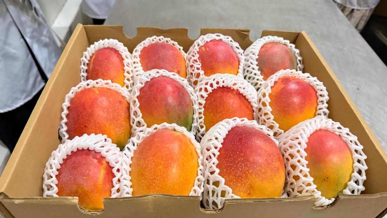 Mango Gallery 4